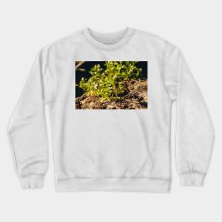 Tree Flowers Crewneck Sweatshirt